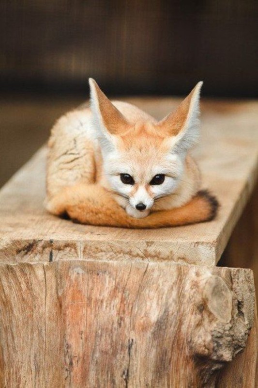 Create meme: big - eared fox, sand fox fenek, Fenech home