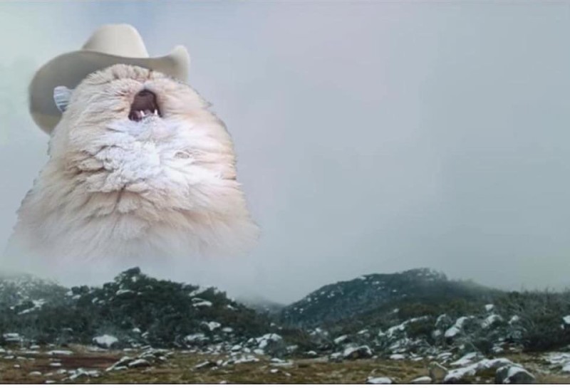 Create meme: the cat shouts in the mountains of meme, screaming cat, screaming cat in the hat