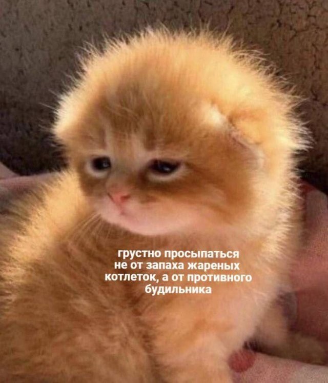 Create meme: The kitten is small, cute cats funny, cat 