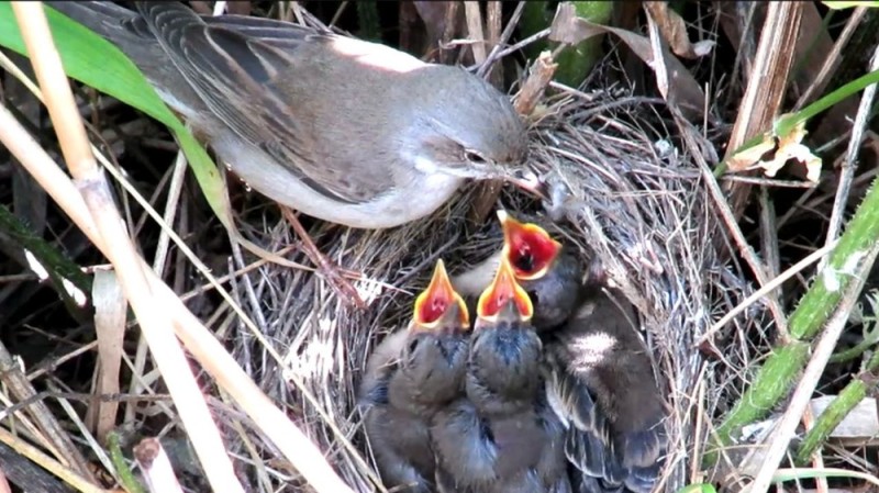 Create meme: the nightingale 's chick, the nightingale is a fledgling, the bird feeds the chicks