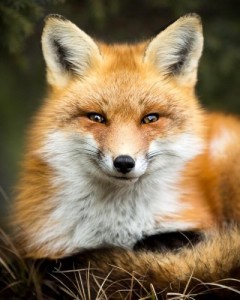 Create meme: Fox live, photo of red Fox, pictures live Fox
