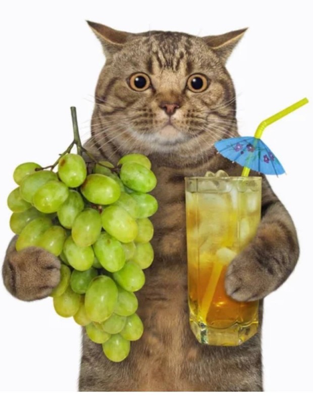 Create meme: cat with a bottle, cat , cat 