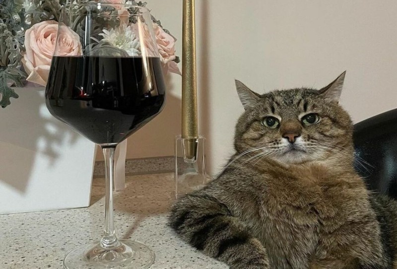 Create meme: cat stepan, cat stepan with wine, cat 