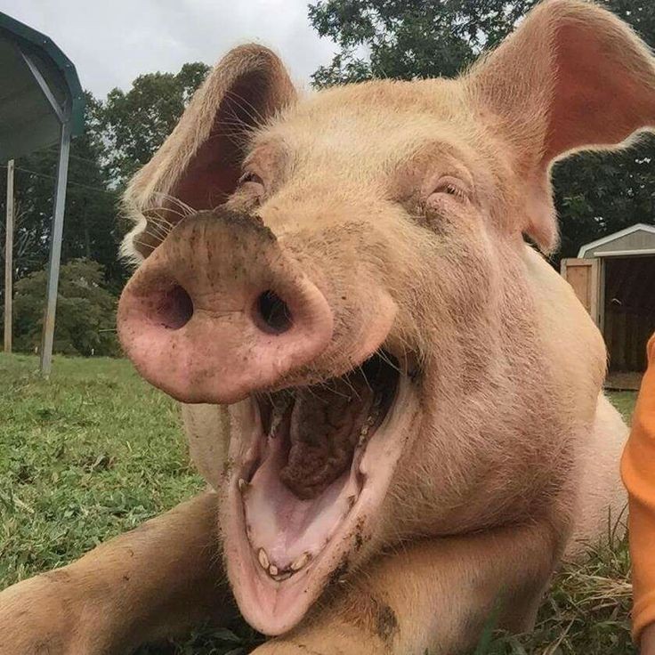 Create meme: pig , funny pigs, the boar is funny