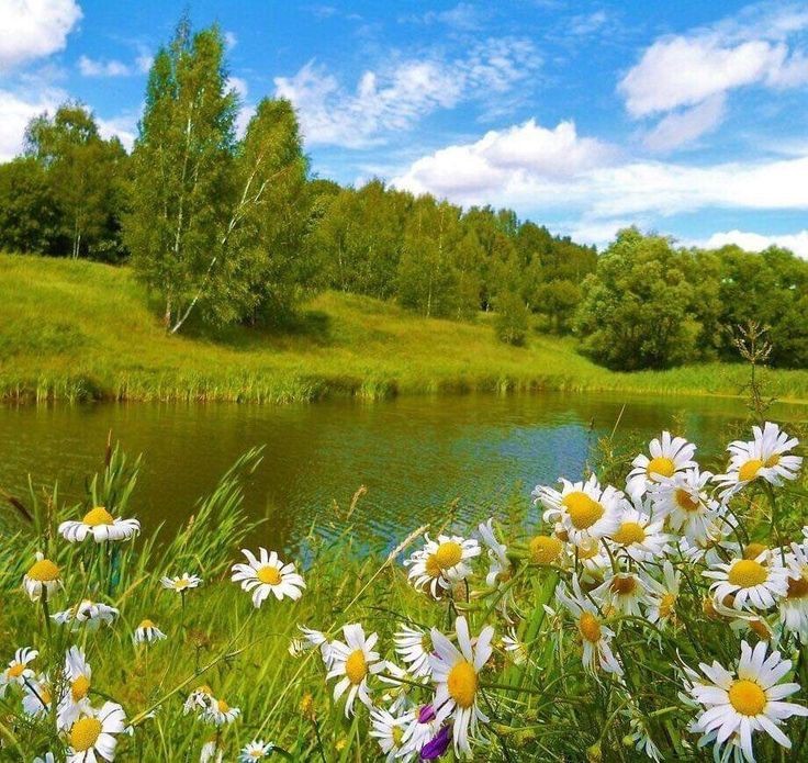 Create meme: the nature of chamomile, summer, landscape with daisies