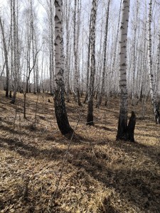 Создать мем: лес березы, роща, лес березовый