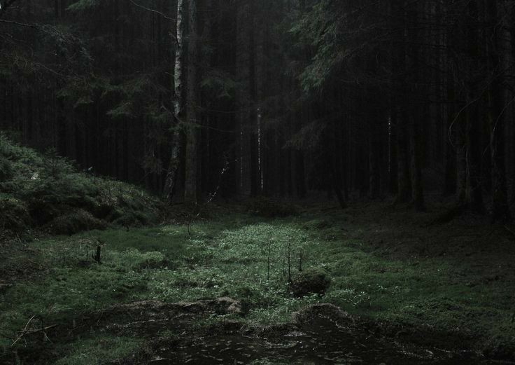 Create meme: dark forest, dense dark forest, the forest dark