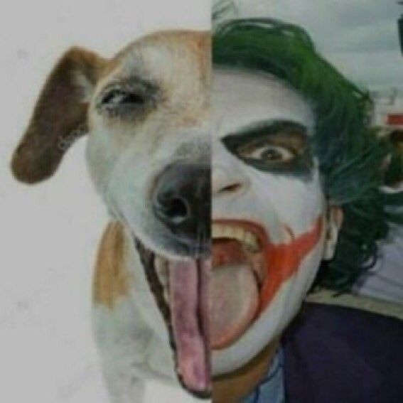 Create meme: The joker dog, A dog that looks like a joker, The dog is smiling