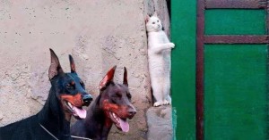 Create meme: Doberman meme, dog Doberman, cat hiding from dog