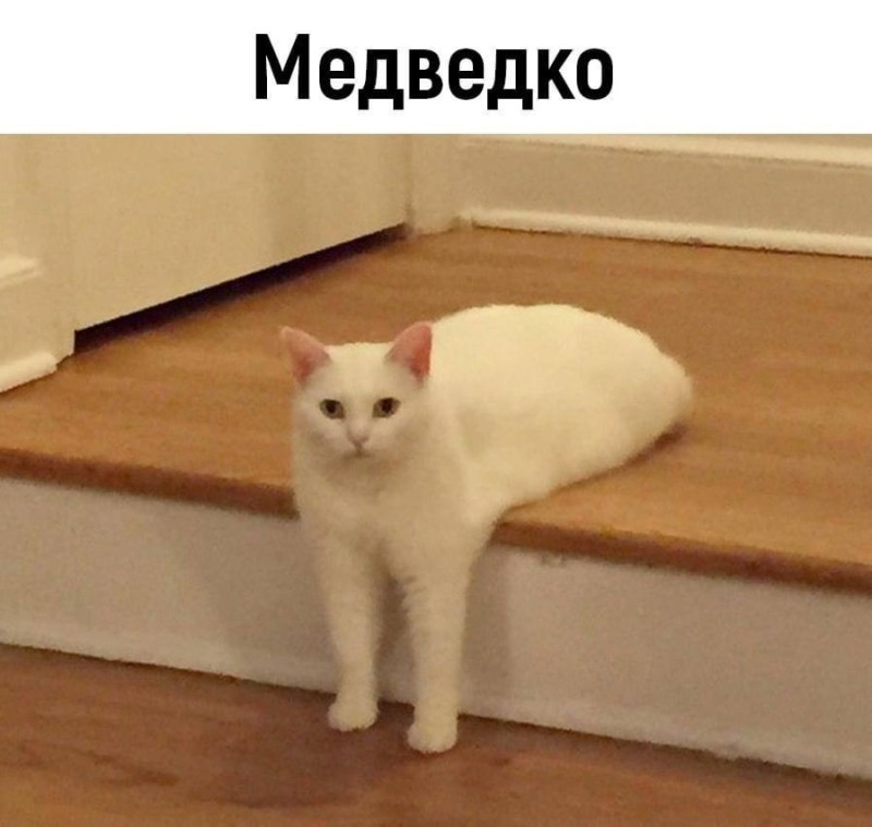 Создать мем: котик мем, cat cat, мемы с котами