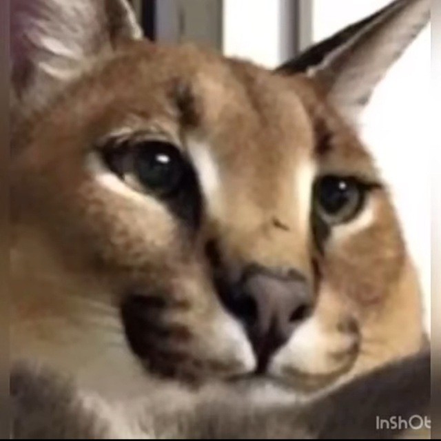 Create meme: caracala cat, slap caracal, Caracal