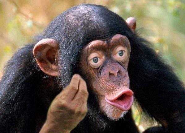Create meme: chimpanzees , monkey with lips, chimp lips
