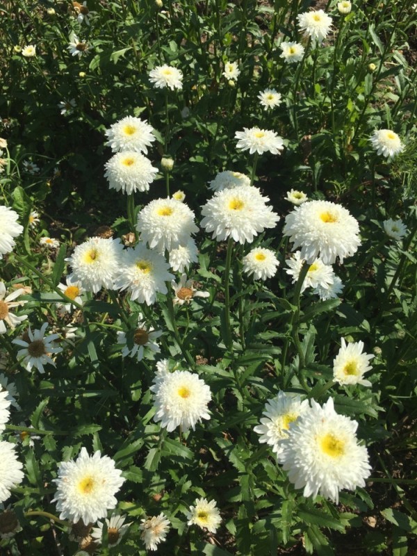 Create meme: double chamomile, white double chamomile, Fiona Goghill Field Guide