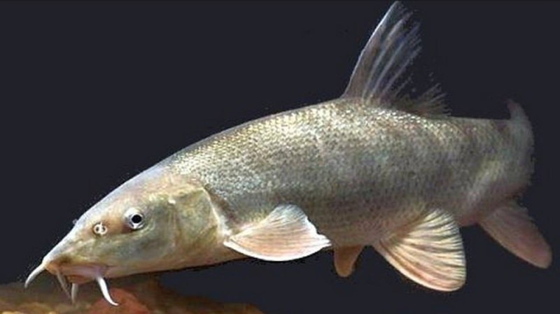 Create meme: barbel fish, fish madder barbel, Miron the barbel fish