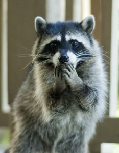 Create meme: a surprised raccoon, raccoons, enotik a gargle