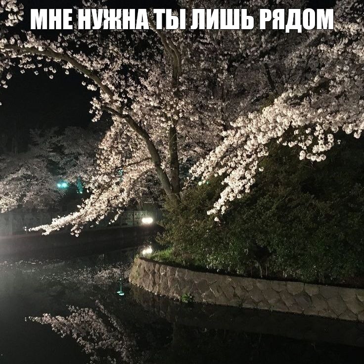 Create meme: Sakura tree, Sakura , Sakura at night