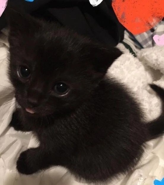 Create meme: black kitten , kittens in kind black, black kitty
