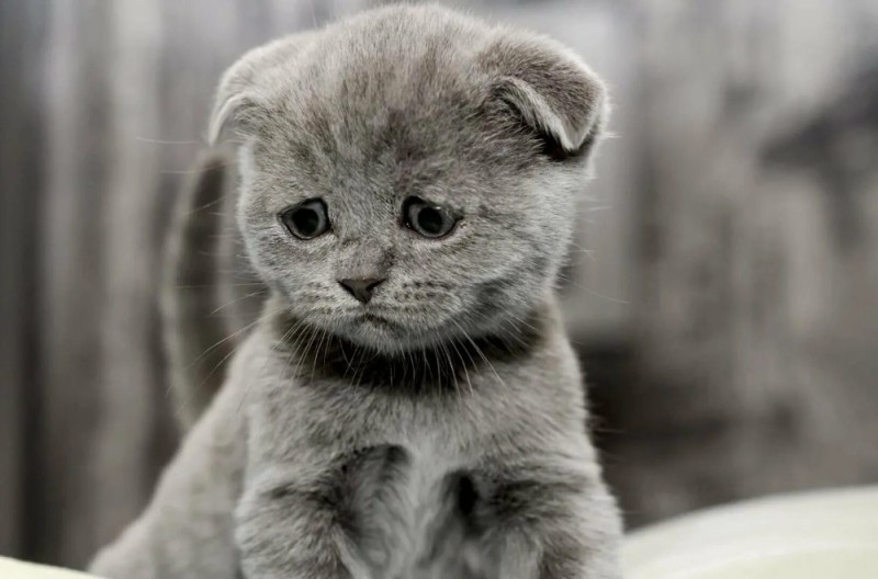 Create meme: cute sad cats, cat sad, The lop-eared kitten