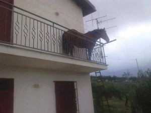 Создать мем: перила для балкона, лошадь на балконе juan, конь на балконе