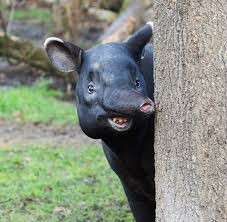 Создать мем: tapir, тапир, Уууууууууу
