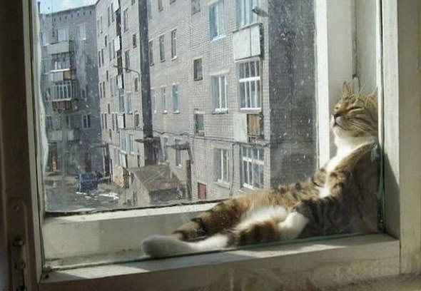 Create meme: the cat on the window, the cat on the window, the cat in the window