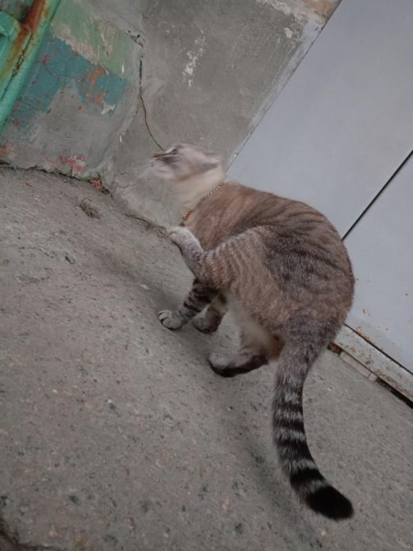 Create meme: cat , cat on the street, cat 