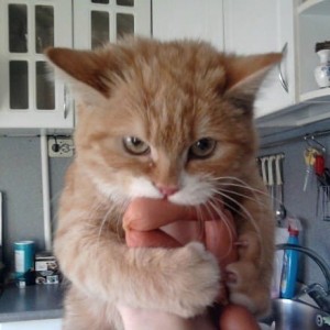 Создать мем: рыжий кот, рыжий кот облизывается, кот с колбасой