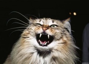 Create meme: cat, rabid cats, a rabid cat