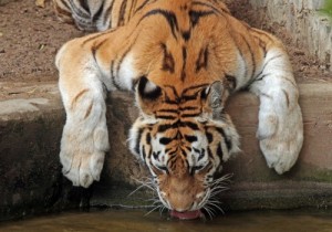 Create meme: tiger tank, panthera tigris, zoo