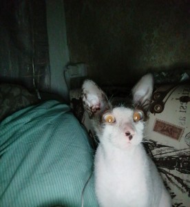 Create meme: Cornish Rex, the breed is Cornish Rex, cat Cornish Rex