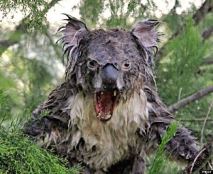 Создать мем: koala, коала убийца, wet koala