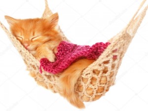 Create meme: red kittens, kitten in a hammock