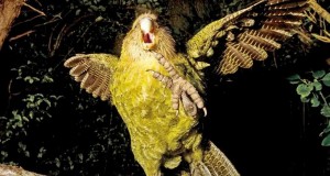 Create meme: owl parrot kakapo, bird kakapo