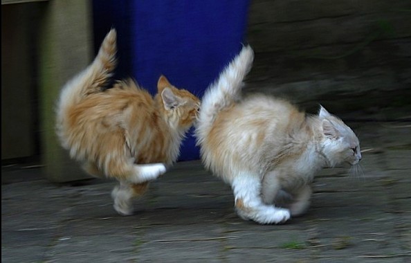 Создать мем: кот на дыбах, кот в движении, дерущиеся коты