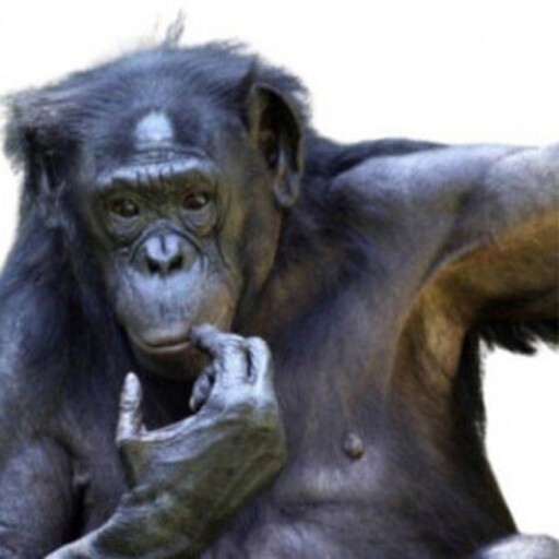 Создать мем: горилла обезьяна, шимпанзе бонобо, задумчивая обезьяна