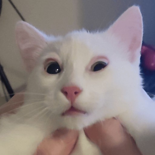 Create meme: cat , kitty , the albino cat