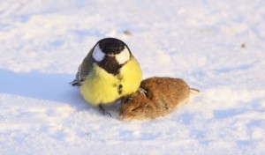 Create meme: titmouse, the bird and the mouse