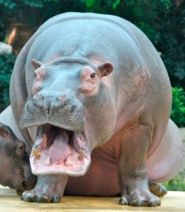 Create meme: Hippo