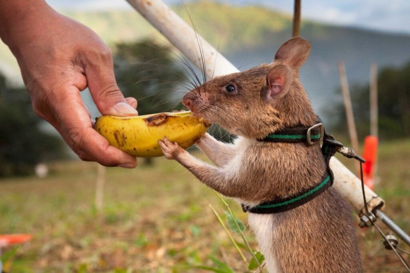 Create meme: gambian marsupial rat, minesweeper rat, giant african marsupial rat