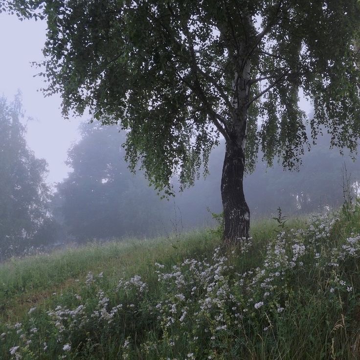 Create meme: birch grove hanging birch, landscapes forest, Summer night in the forest