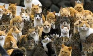 Create meme: many cats, a lot of cats, cat