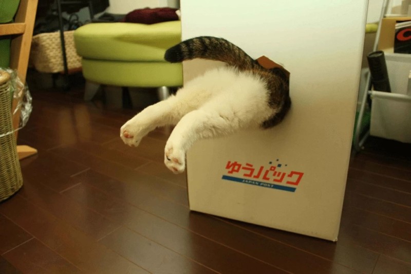 Create meme: cat in box , cat Maru, a cat in a box