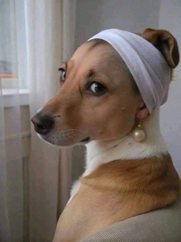 Create meme: Basenji, basenji the dog, breed Basenji