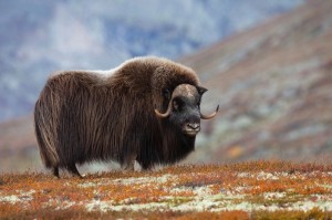 Create meme: musk ox in the Arctic, Wrangel island musk ox, musk ox