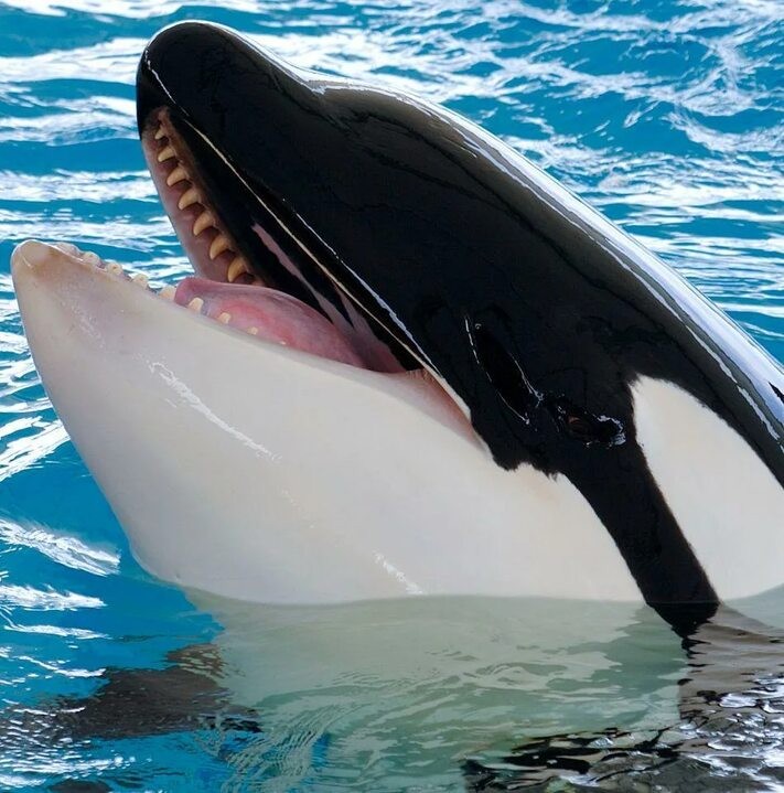 Create meme: killer whale, killer whale, killer whale