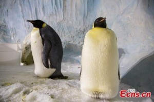 Create meme: antarctica, Papa penguin, Emperor penguin photo