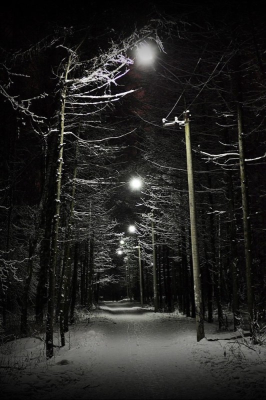 Создать мем: зима парк, лес зимний, снег ночью