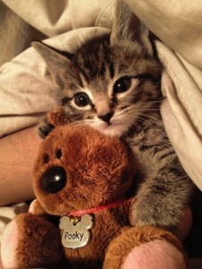 Create meme: Kitten with Teddy bear