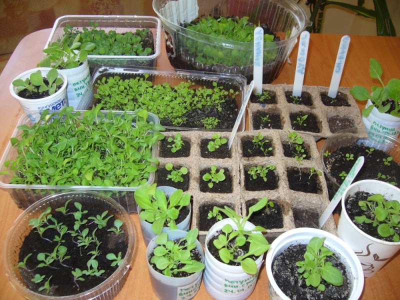 Create meme: seedlings, petunia seedlings, lobelia seedlings