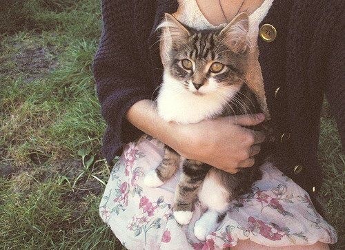 Create meme: a cat in your arms, a girl with a cat in her arms, cat 